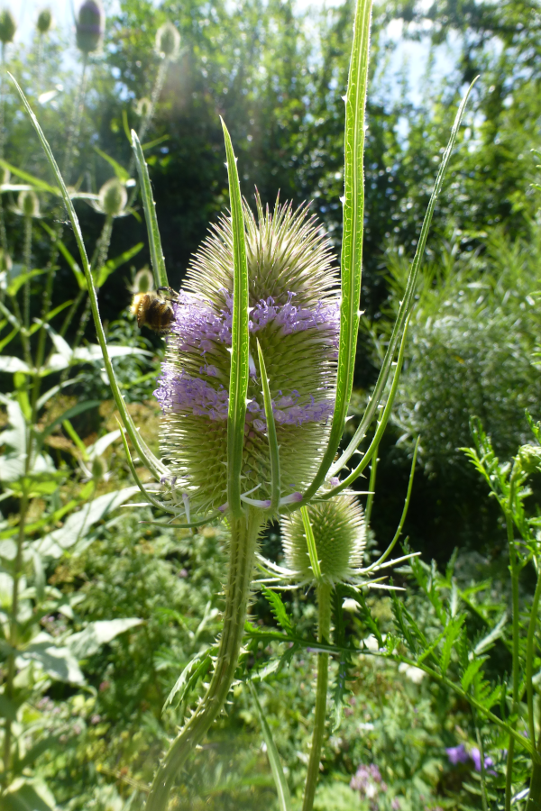 Blütenköpfchen der Wilden Karde