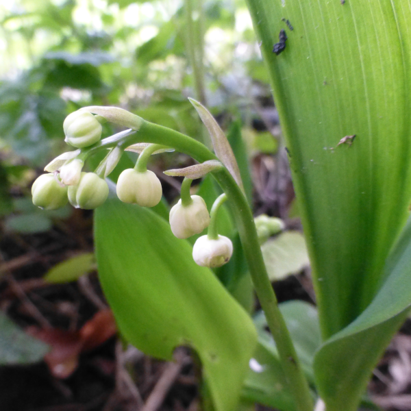 Maiglöckchen mit Blütenknospen