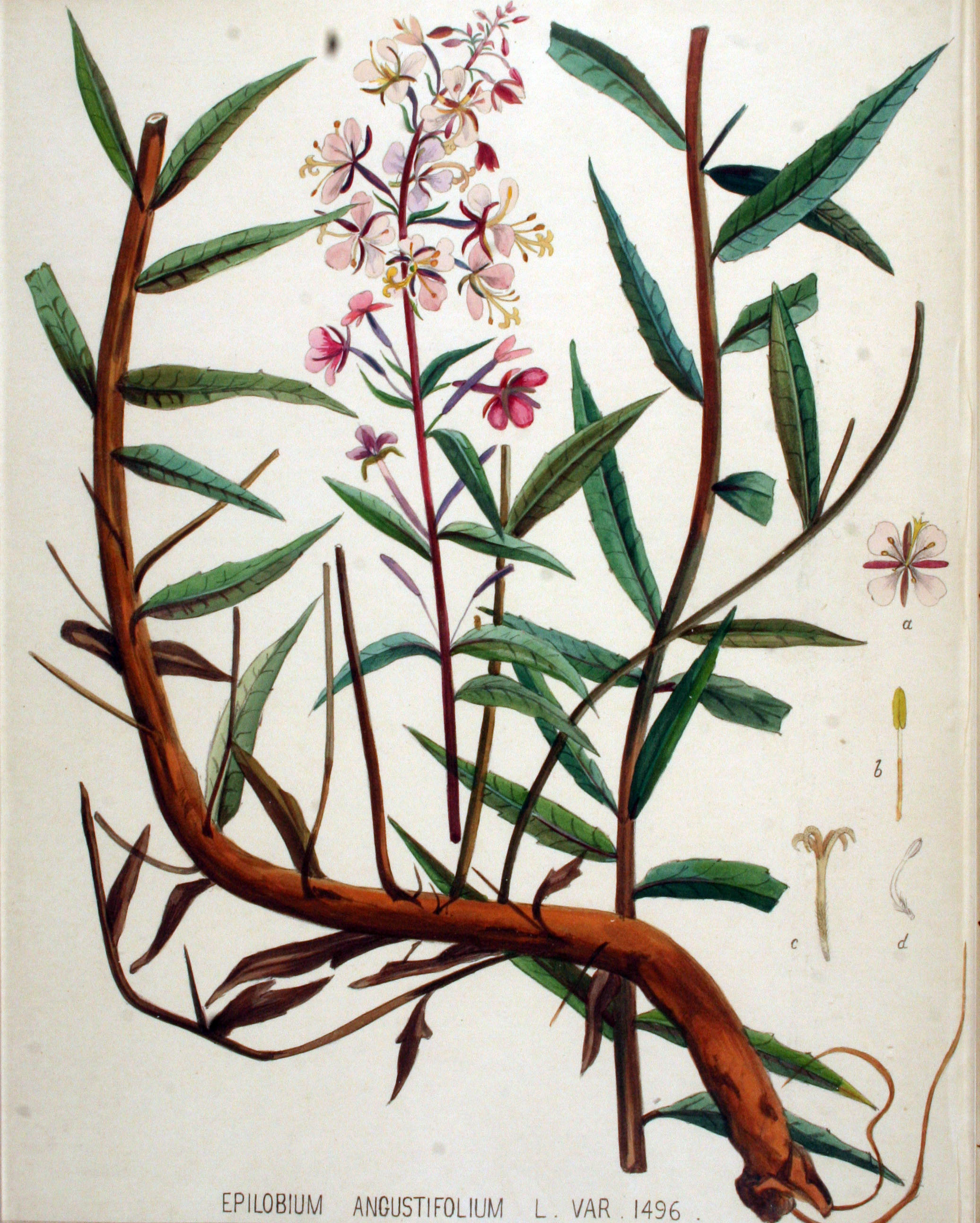 Schmalblättriges Weidenröschen aus Flora Batava